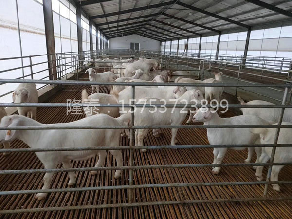 羊床給養(yǎng)殖戶減少勞動力